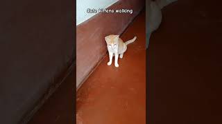 cute kitten walking 🐈🐈 RajaniST8633catkittenshorsyoutubevideo [upl. by Tebazile]