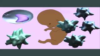 MONOCYTES MACROPHAGES DENDRITIC CELLS mp4 [upl. by Easter389]