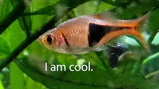 Basic Info The Harlequin Rasbora [upl. by Jerri935]