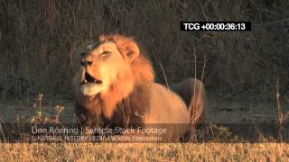 Lion Roaring HD wild deep and LOUD [upl. by Anerul]