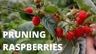 PRUNING EVERBEARING RASPBERRIES  The 2 Methods [upl. by Rekoob]