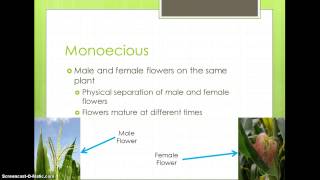 Comparing Types of Flowers [upl. by Elana]