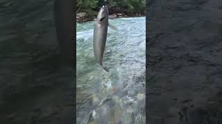 Kırmızı Benekli Doğal Alabalık fishing trout alabalık troutfishing fish alabalıkavı [upl. by Airtal]