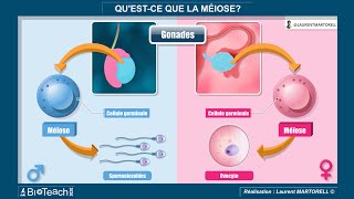 Quest ce que la méiose → les 50 premières secondes [upl. by Suter]