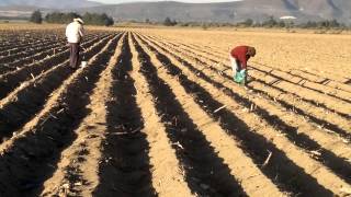 SEMBRANDO CON AGUA SOLIDA EN RANCHO VIEJO PUEBLA [upl. by Aderb352]