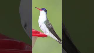 Violetcrowned Hummingbird Song Video Short Relaxing Nature Sounds [upl. by Neltiac]