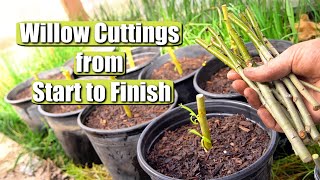 Complete Guide on Propagating and Growing Willow Tree Cuttings START TO FINISH [upl. by Atilrak496]