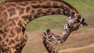 Giraffe Calf Meets Herd and Makes History [upl. by Florio]