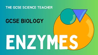 GCSE Biology Lesson 3 Enzymes AQA OCR Edexcel [upl. by Duggan120]