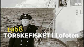 Torskefisket i Lofoten  1968 [upl. by Anim]