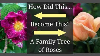 A Family Tree of Roses Rose Varieties Chart [upl. by Wakeen]