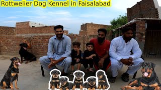 Rottweiler Dog Kennel in Faisalabad  All Information About Rottweiler Breeds  price health etc [upl. by Genevieve]