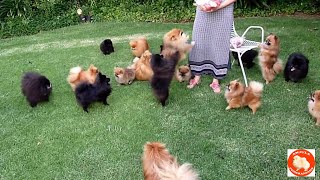 Treats for Pomeranian Toy Pom puppies and dogs  AnjulaPomeranians Culture Pom [upl. by Burtis]