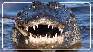 The Mighty Crocodiles Of The Billabong [upl. by Moulton]