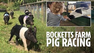 Bocketts Farm day trip featuring their famous pig racing [upl. by Ahsila]