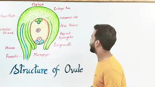 Structure of Ovule  बीजाण्ड की संरचना in angiospermic flower [upl. by Eseenaj]