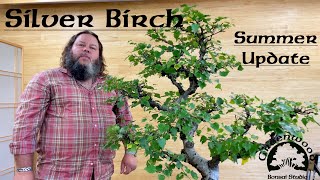 Silver Birch Summer Update  Greenwood Bonsai [upl. by Atnuhs]