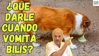 🆘 ¿QUE DARLE A UN PERRO CUANDO VOMITA BILIS 🆘 [upl. by Shabbir]