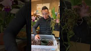 How to Repot Your Orchid [upl. by Ellatnahc393]