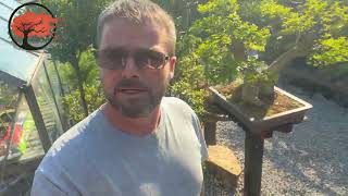 Achieving a Stunning Cotoneaster Bonsai on a Rock [upl. by Frasch]