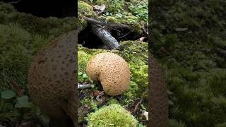 Earthball Scleroderma Mushroom ASMR Pigskin Puffball with black gleeba Toxic jamur buo kabute [upl. by Hnib]