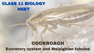 Excretory System of cockroach  Class 11 BiologyNEET [upl. by Nov711]