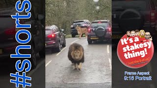 Scary Lion runs towards our Car  Knowsley Safari Park  itsastakesything  shorts [upl. by Oderfla]