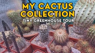 This is my small collection of cacti and succulents after one year copiapoa ariocarpus lophophora [upl. by Ajroj]