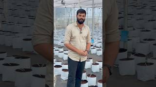 Short 362  Poly house farming near bidar  Karnataka  Vamshi Krishna Reddy [upl. by Atinus]