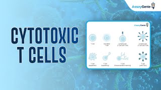 Cytotoxic T Cells [upl. by Grantland407]