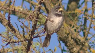 Cantos Corbatita común Sporophila caerulescens 2018 [upl. by Saidee643]