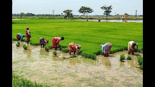 Suggi Koyyera Poyi  Tulu Old Song  Folk Song  Lyrical video  2021 [upl. by Kashden]