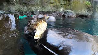 Cute Sea Otters Shuck And Eat Oysters [upl. by Beverlie136]