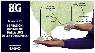 Le REAZIONI DIPENDENTI dalla LUCE della FOTOSINTESI [upl. by Oramug903]