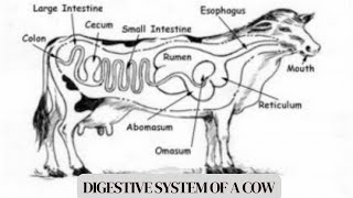 The digestive system of a cow [upl. by Hewitt]