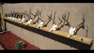 HOW TO CLEAN A DEER SKULL EASY PROFESSIONAL METHOD [upl. by Costanzia998]