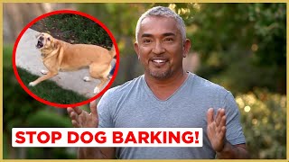 How to Stop Dog Barking  Cesar 911 [upl. by Nosylla]