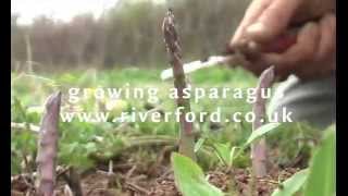 How asparagus grows  a timelapse video [upl. by Nylad342]