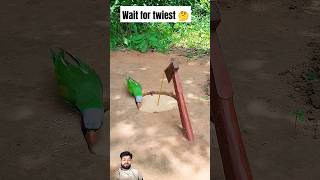 wait for twiest 🤣😁🤣 parrot birds shorts ytshorts youtubeshorts emotional birdtrap [upl. by Atalee852]