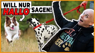 ❌ FEHLER Unnötige Hundekontakte zulassen Ein Hundetrainer erklärt [upl. by Sirac]