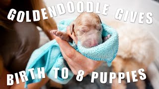 GOLDENDOODLE LIVE BIRTH  8 Goldendoodle Puppies Being Born GRAPHIC [upl. by Llebpmac]