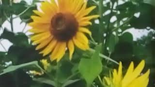 616  Sunflower  All Season Annual  Grow amp Care Hindi Urdu 28118 [upl. by Rosemary358]