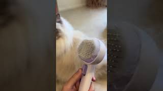 Complete Grooming Kit for Shedding Cats aumuca aumucacatbrush longhair sheddingseason petcare [upl. by Nahgeam]