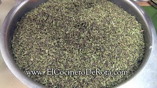 ✅ Orégano  Todo sobre mi Orégano  CULTIVA RECOLECTA Y ALMACENA OREGANO 🍃 [upl. by Rosdniw]