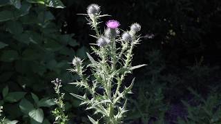 BULL THISTLE Cirsium vulgare [upl. by Ainala]