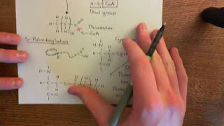 AcylBiotin Exchange Chemistry Part 1 [upl. by Gibeon949]