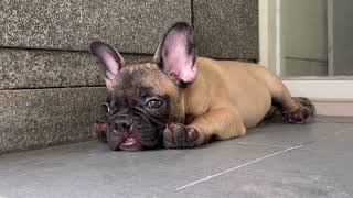 French Bulldog Puppy Favorite Spot [upl. by Martinson]