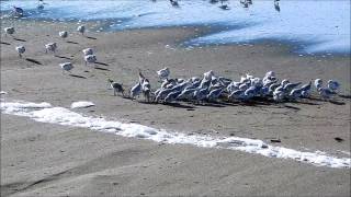 Sanderlings resting feeding Sonoma Coast State Beach [upl. by Aneg]