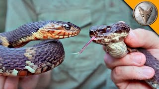 Cottonmouth vs Water Snake [upl. by Llenhoj477]