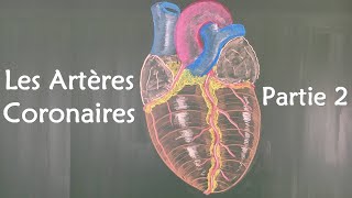 ANATOMIE DU COEUR  LES ARTERES CORONAIRES 2 [upl. by Layor799]